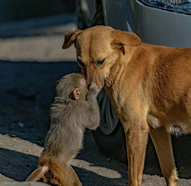 Dog adopts an orphaned baby monkey after his mother was poisoned by locals