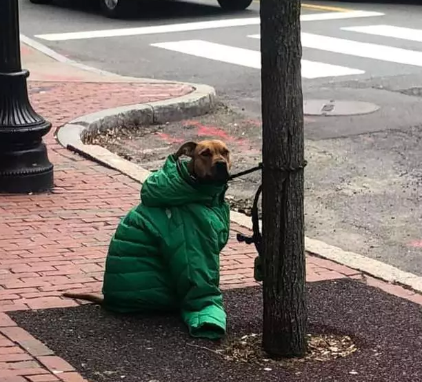 Touching story by the post office. A kind woman gives a jacket to her dog