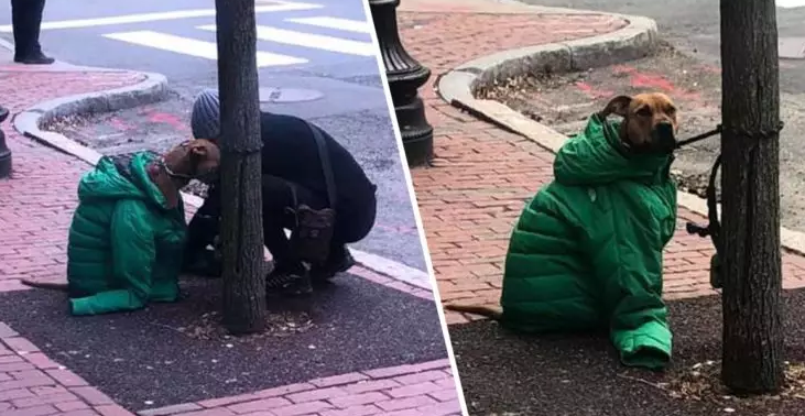 Touching story by the post office. A kind woman gives a jacket to her dog