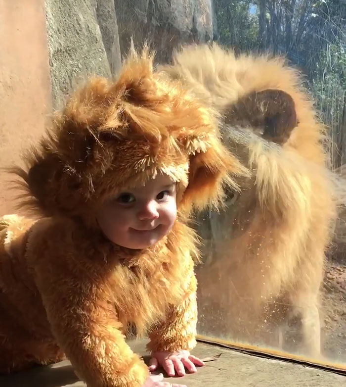 Adorable moment: an 11-month-old toddler dressed up like a lion cub meets a real lion at the zoo