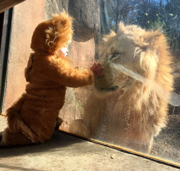 Adorable moment: an 11-month-old toddler dressed up like a lion cub meets a real lion at the zoo
