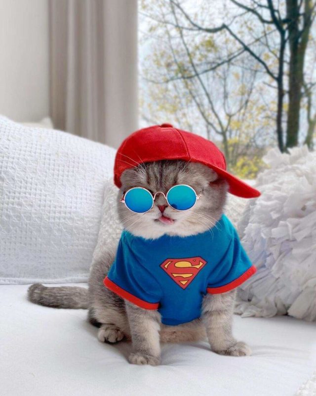 Abandoned cat found a new home and became an Instagram sensation thanks to his cute outfits