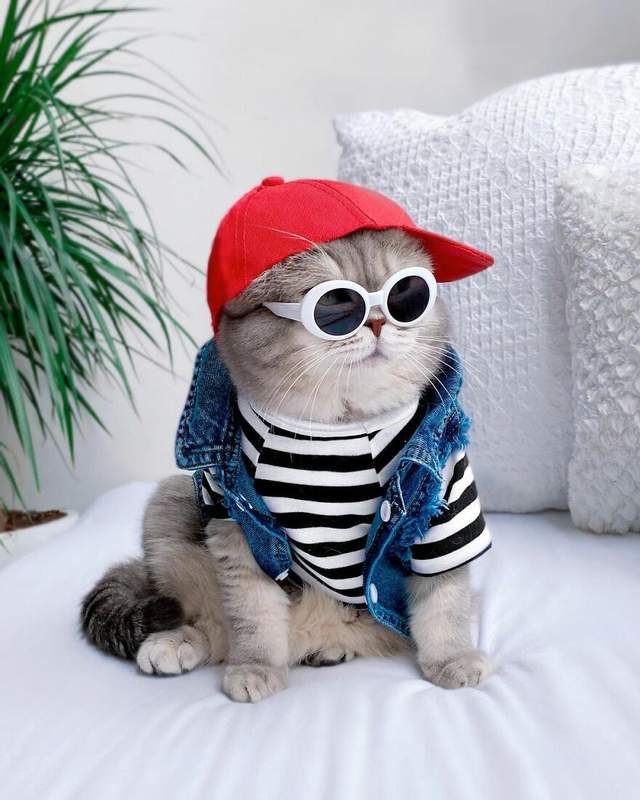 Abandoned cat found a new home and became an Instagram sensation thanks to his cute outfits