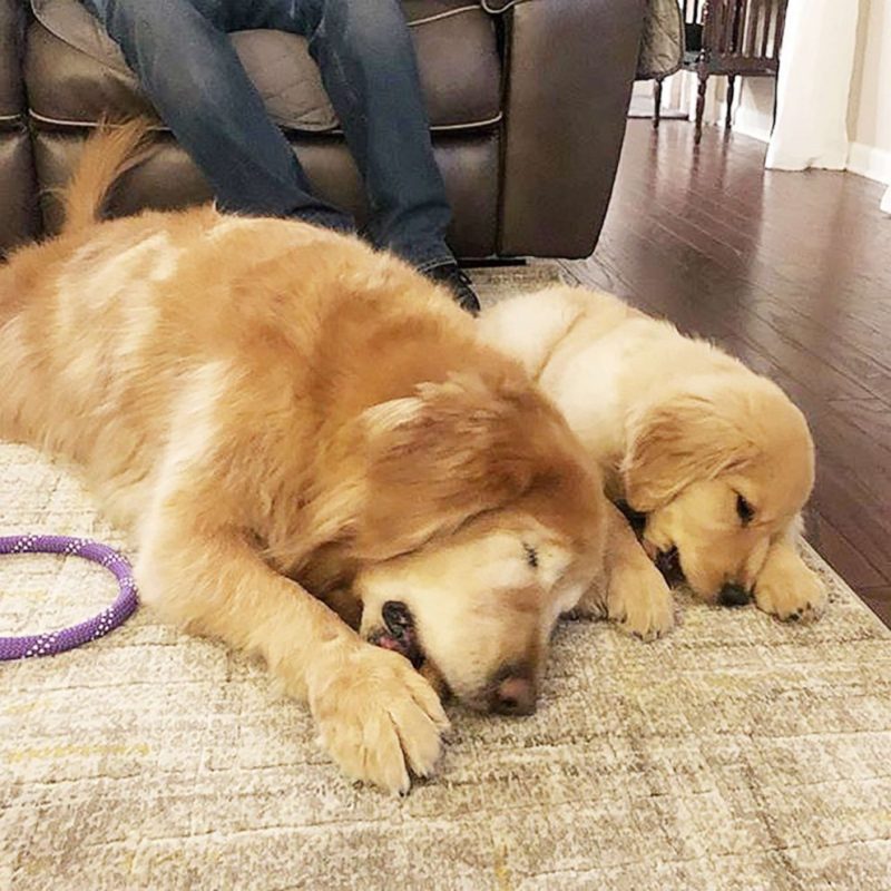 11-year-old Golden Retriever who had lost his sight after suffering from glaucoma gets his own "guide dog"
