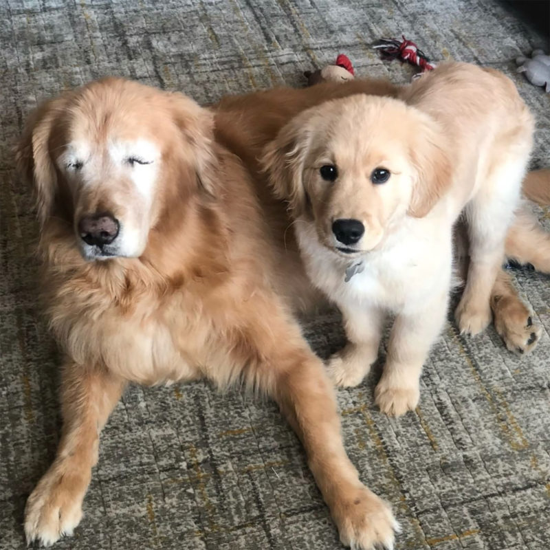 11-year-old Golden Retriever who had lost his sight after suffering from glaucoma gets his own "guide dog"