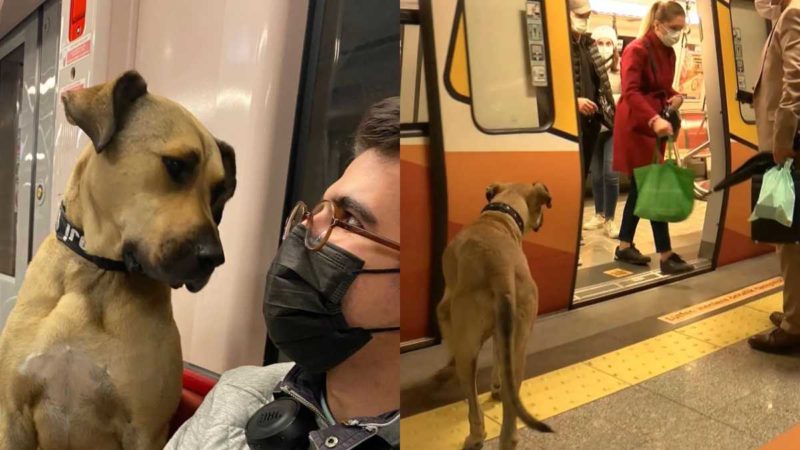 Boji the dog is regularly spotted on ferries, buses and metro trains all around the busy city