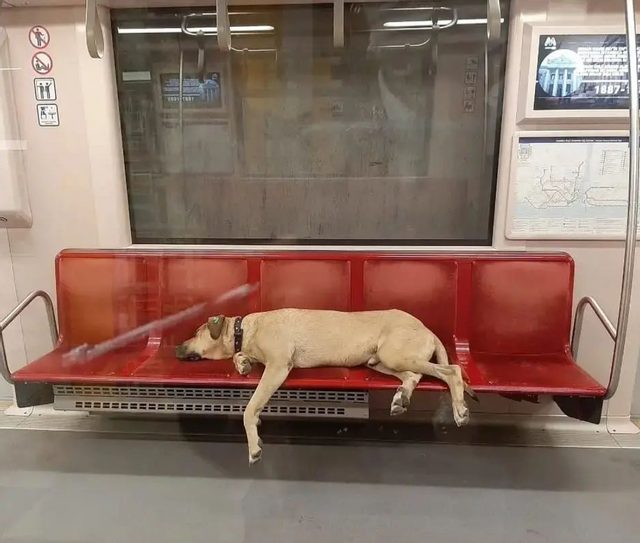 Boji the dog is regularly spotted on ferries, buses and metro trains all around the busy city