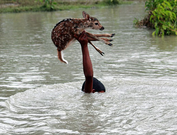 Brave boy named Belal put his own life on the line to rescue a fawn from drowning