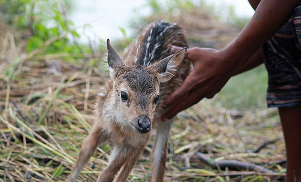 Brave boy named Belal put his own life on the line to rescue a fawn from drowning