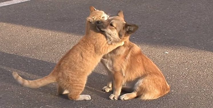Stray cat comforts an abandoned puppy, who is waiting for the return of the owners