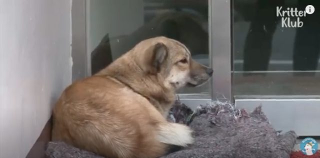 Stray cat comforts an abandoned puppy, who is waiting for the return of the owners
