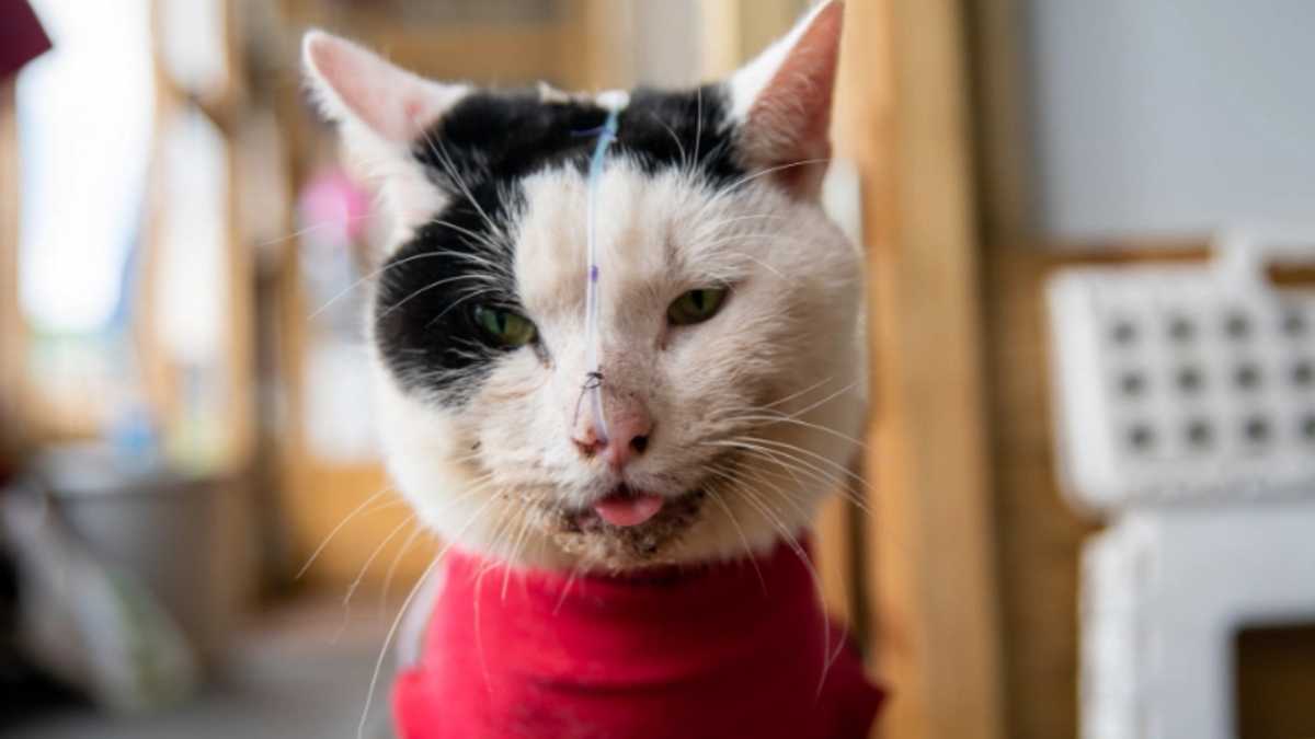 Cat miraculously survives a 50-foot fall from the fifth floor of an apartment building and is on his way to a full recovery