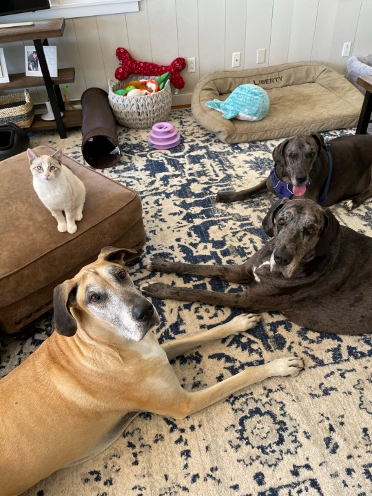 Brave little cat has bonded with his giant dog siblings to the point that he’s started acting like them
