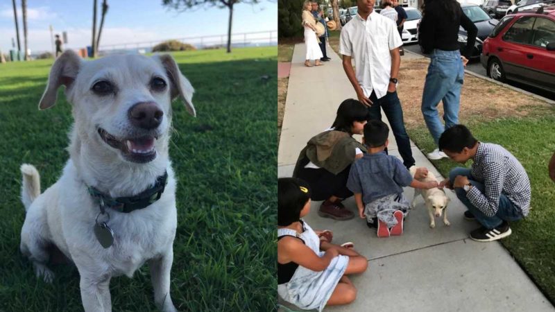 Clever dog pretends that she is lost to trick strangers into giving her pets