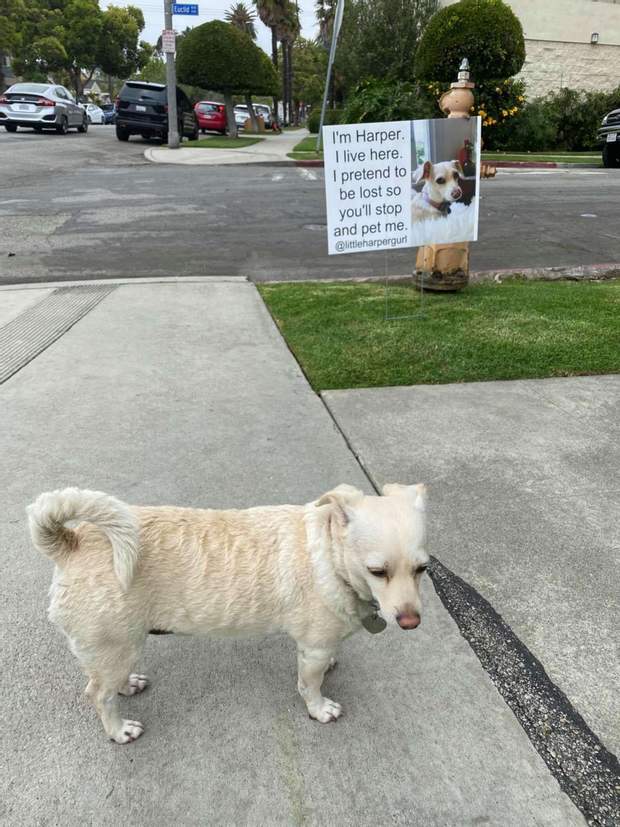 Clever dog pretends that she is lost to trick strangers into giving her pets