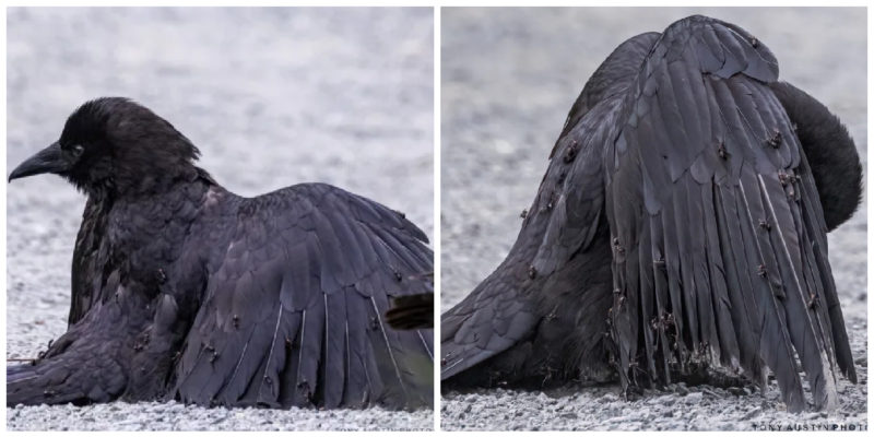 Canadian photographer Tony Austin accidentally documented a rare crow behavior known as "anting"