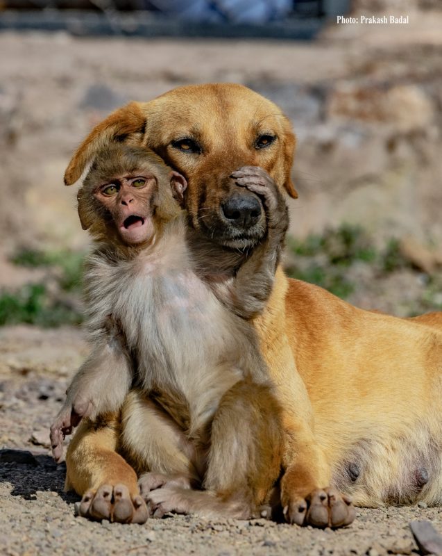Dog adopts an orphaned baby monkey after his mother was poisoned by locals