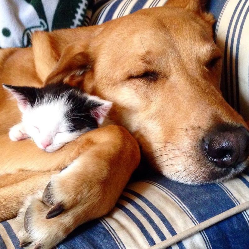 Rescued dog takes care of every kitten at this cat shelter and has raised over 60 kittens
