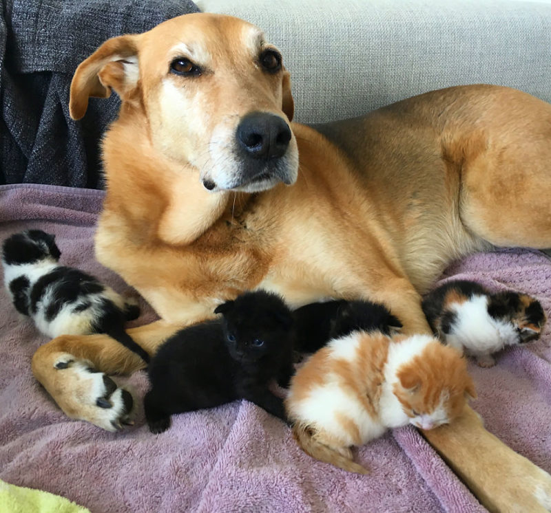 Rescued dog takes care of every kitten at this cat shelter and has raised over 60 kittens