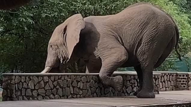 An adult elephant has gently climbed over a 5ft wall to steal some mangoes from the safari lodge