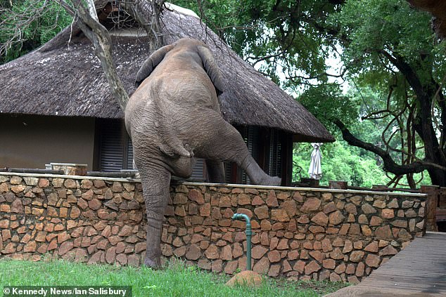 An adult elephant has gently climbed over a 5ft wall to steal some mangoes from the safari lodge