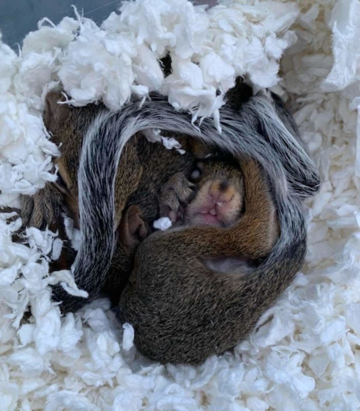 Kind 15-year-old girl rescues orphaned squirrels in the middle of evacuating from hurricane
