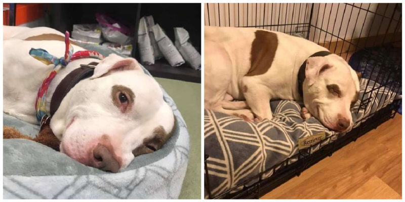 Heartbroken dog was left in the shelter all alone, but fate has prepared a gift for him