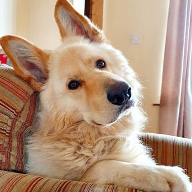 Hero dog Shadow saves his owners' lives after their house caught fire while they were sleeping