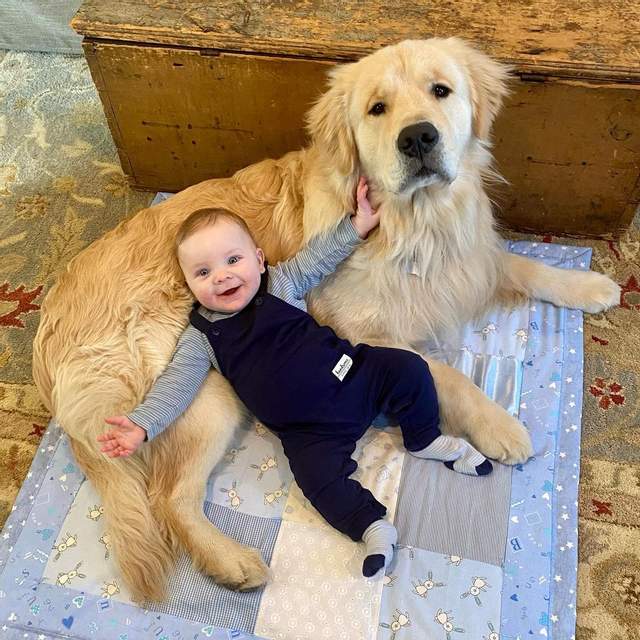 Hinckley the Golden Retriever is the perfect big brother to his human sibling