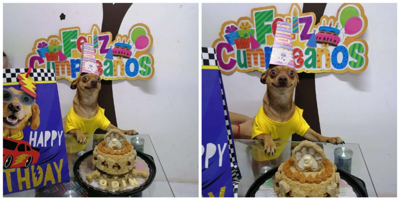 Little dog is so happy that people remembered his birthday and his reaction to the cake is priceless