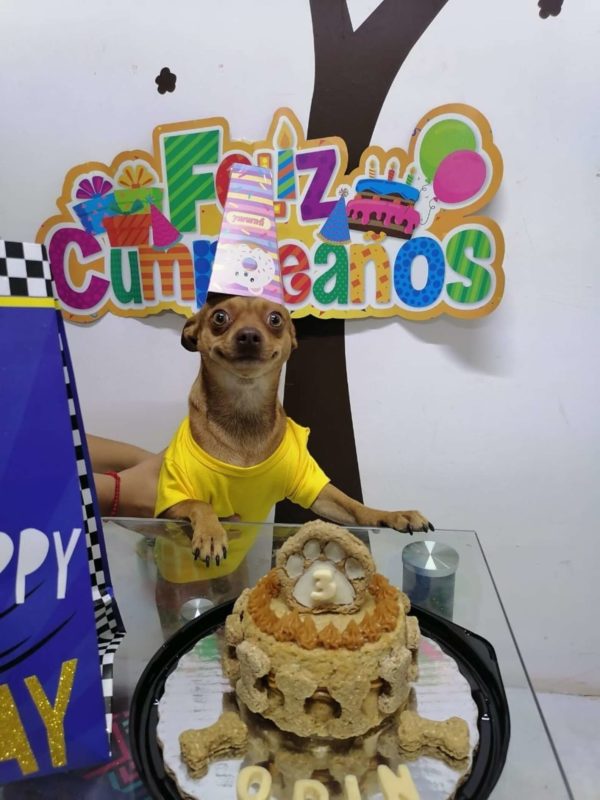 Little dog is so happy that people remembered his birthday and his reaction to the cake is priceless
