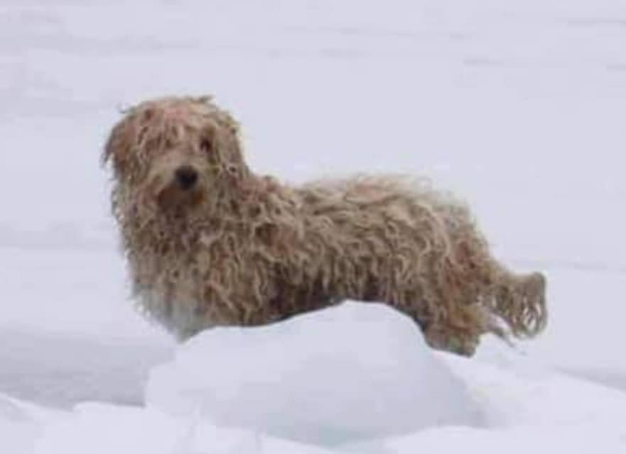 Dog stranded on ice for four days after coyote chase finds forever home with his rescuer