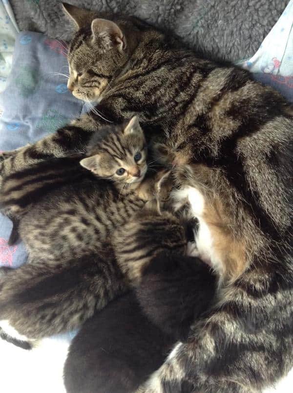 Disturbed and loving mother cat did everything to rejoin her little lost kittens