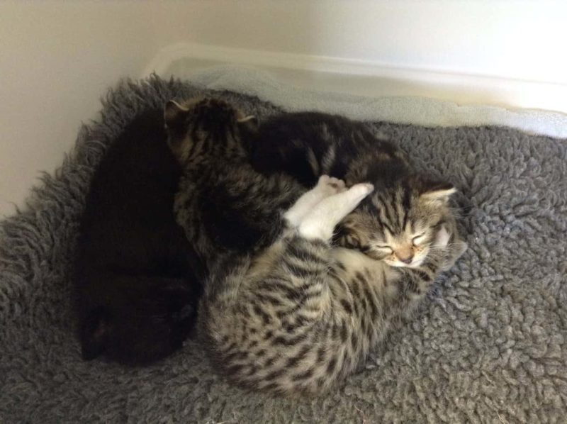 Disturbed and loving mother cat did everything to rejoin her little lost kittens