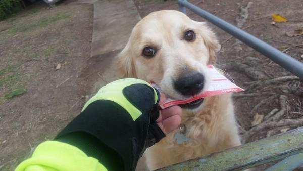 Kind-hearted postman makes sure the dog, that is waiting for him every day, gets a daily letter even when there isn’t any mail