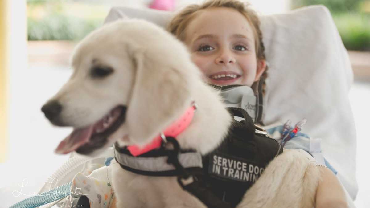 Puppy makes little girl smile again after multi-vehicle car crash paralyzes her