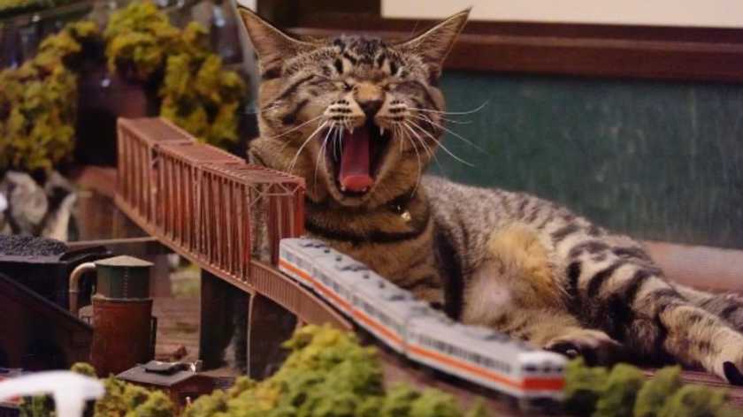 Railway cats: how stray cats saved the Diorama restaurant in Japan from from closing because of the Pandemic