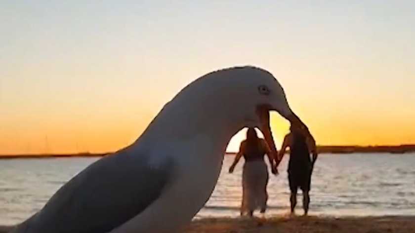 Hilarious moment: 'giant' seagulls photobomb couple's romantic video of a sunset beach walk