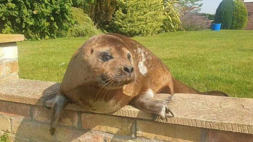 72-year-old pensioner found a 150-pound seal sunbathing in her backyard - 20 miles from the nearest sea