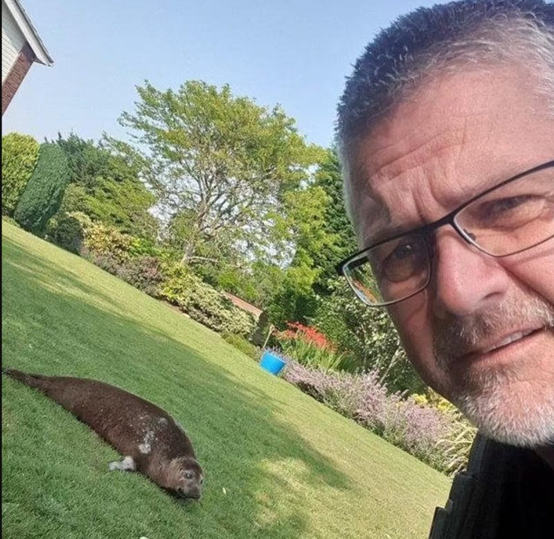 72-year-old pensioner found a 150-pound seal sunbathing in her backyard - 20 miles from the nearest sea