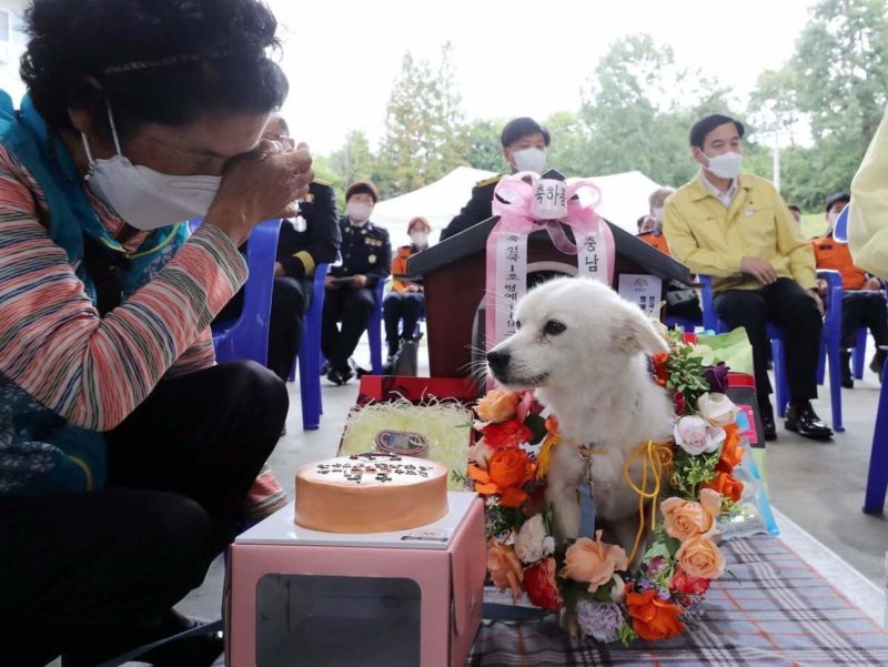 A dog that saved its owner's life appointed South Korea's first honorary rescue dog