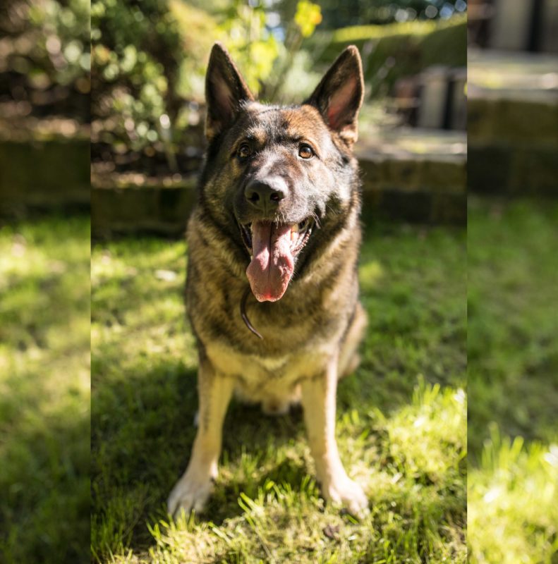 German Shepherd was stolen in broad daylight but found his way home 14 months later