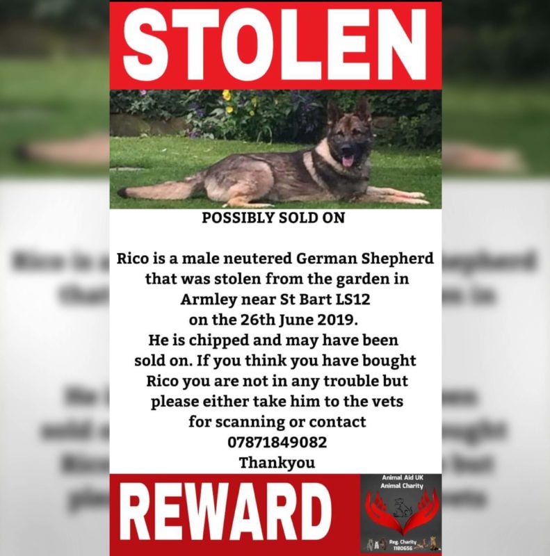 German Shepherd was stolen in broad daylight but found his way home 14 months later