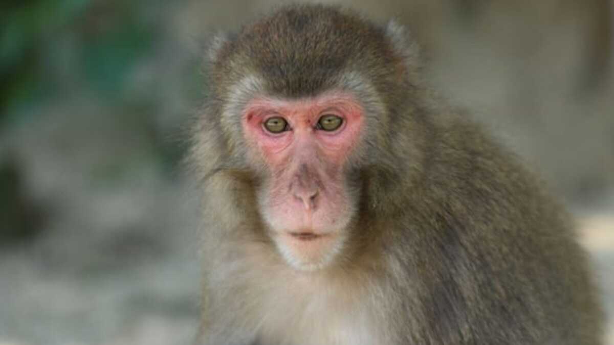 Meet Yakei, the first alpha female of a 677-strong troop of Japanese macaque monkeys in 70-year history