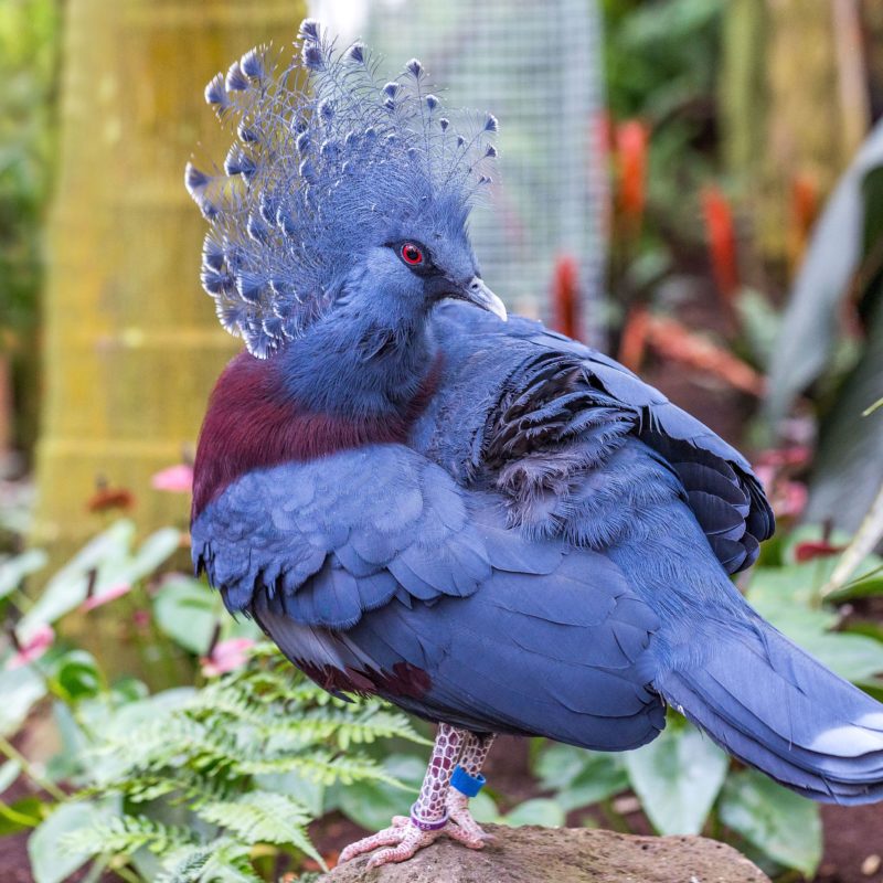 Meet the exotic Victoria Crowned Pigeon, nature’s fanciest bird that doesn’t look anything like a regular pigeon