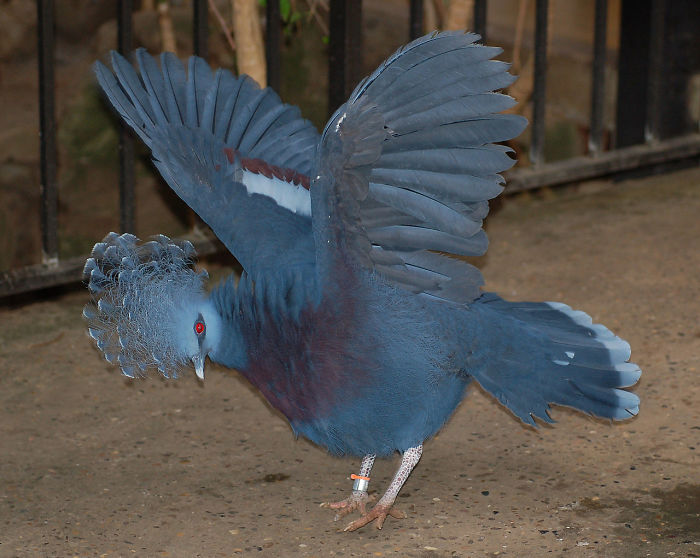 Meet the exotic Victoria Crowned Pigeon, nature’s fanciest bird that doesn’t look anything like a regular pigeon