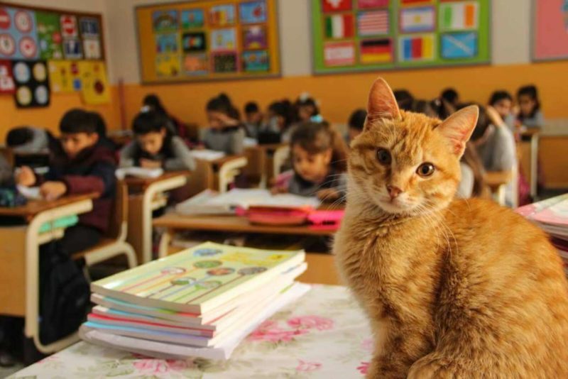 Cat Tombo lives in an elementary school and students consider him their best friend and ”director”