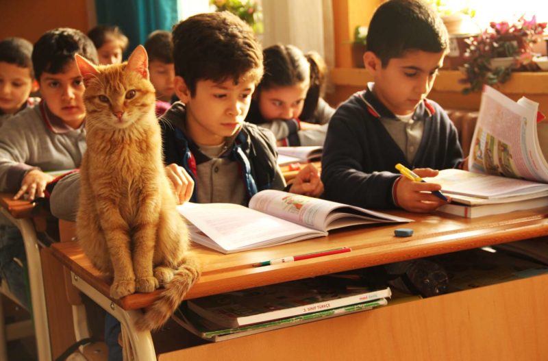 Cat Tombo lives in an elementary school and students consider him their best friend and ”director”