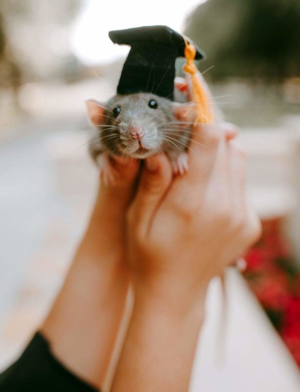 Woman celebrates graduation with her pet rat who helped her pass her master's program