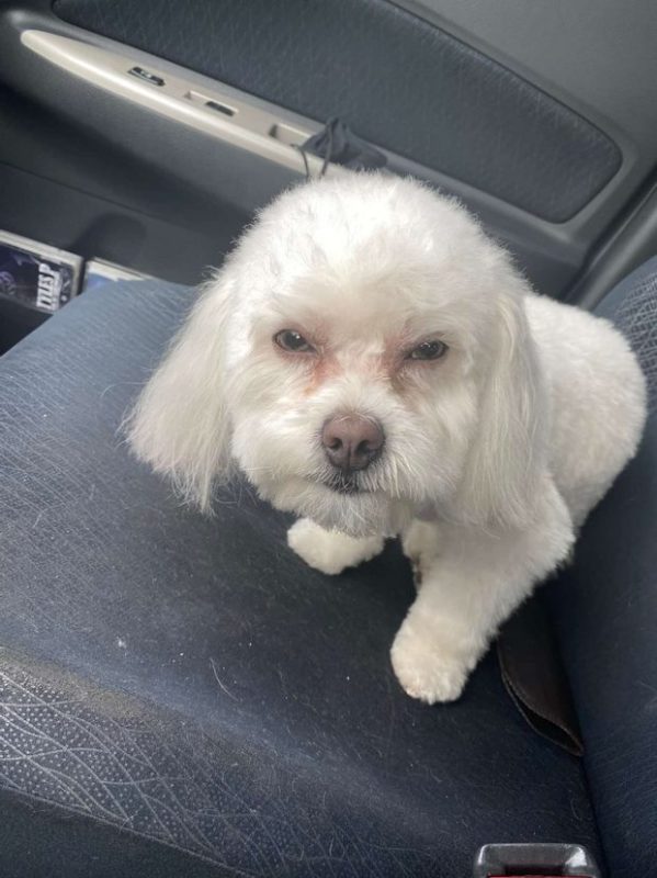 The woman took her dog from the groomer and realized that something was wrong